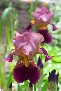Purple iris flowers in summer garden
