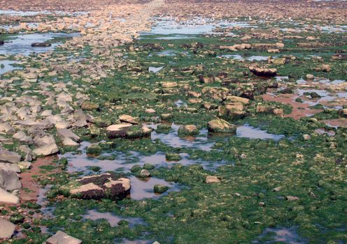 Rocky shoreline of cioast at low tide.