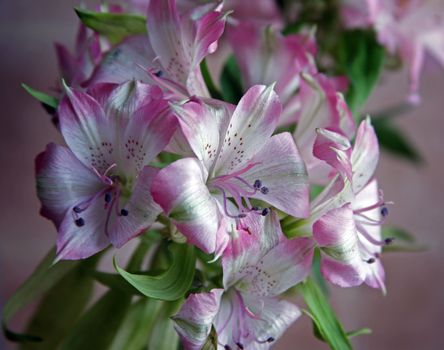 This is a close-up shot of a flower in studio