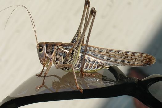 Locust sitting on sunglasses                               