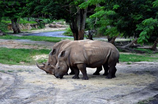 High resolution photo of two rhinos in the wild.