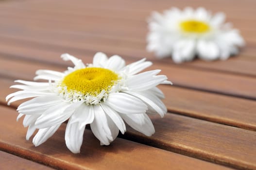 Two wild daisies on a brown picnic table