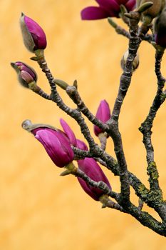 Blossoming Magnolia - spring in Portugal