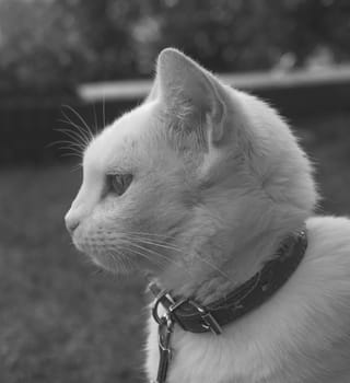 close-up image of a white cat outdoors