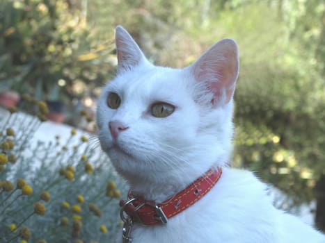 close-up image of a white cat outdoors