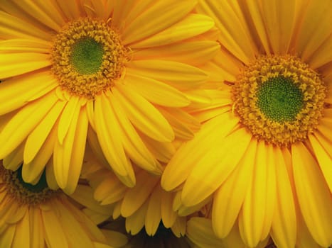 close-up of some yellow and green daisies