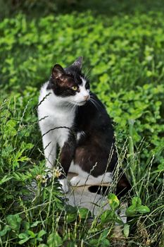 Black and white cat sitting in garden