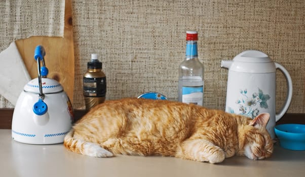 Red cat sleeping on table among kettles and bottles