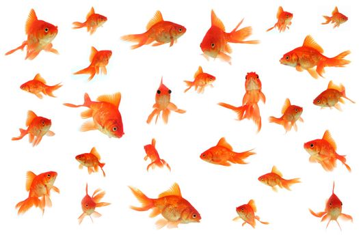 Fantail goldfish collage