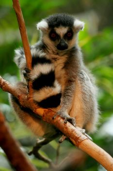 Ringtail lemur perching in tree