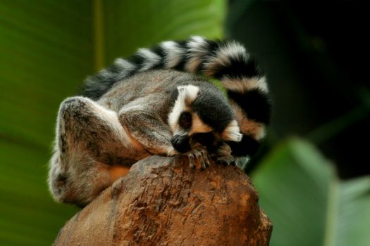 Ringtail lemur sleeping on rock