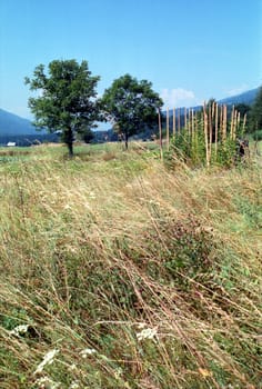 Summer field with hay and trees