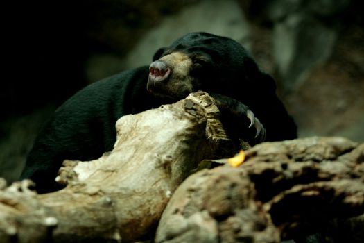 Sunbear sleeping on rock