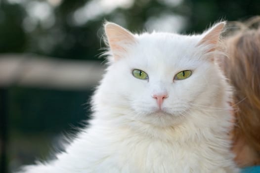 White furry cat looking at camera with yellow eyes and shallow depth of field