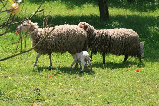 sheeps and lambs in the country field