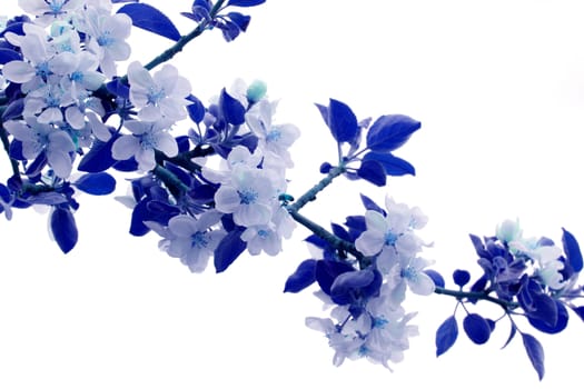Apple blossoms colored in blue hues