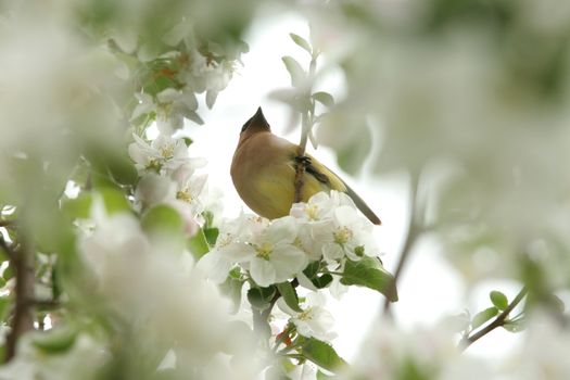 Yellow cedar waxwing sitting among blossoms in apple tree