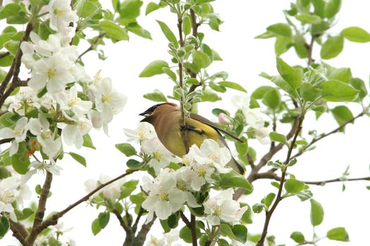 Yellow cedar waxwing sitting among blossoms in apple tree