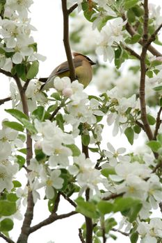 Yellow cedar waxwing sitting among blossoms in apple tree