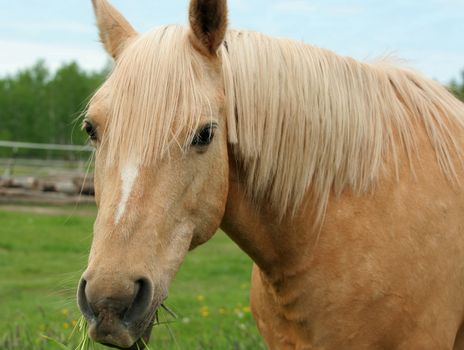 Horse enjoying the grass