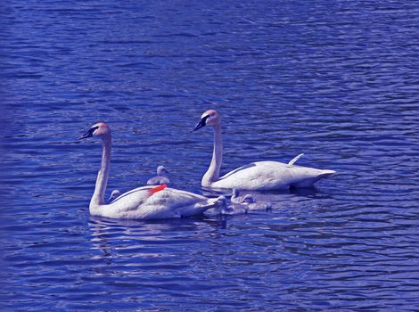 Swan family on lake