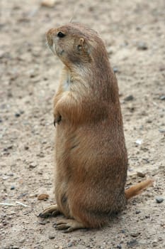 Cute prairie dog