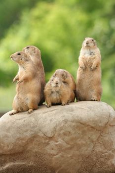 GRoup of prairie dogs standing on top of rock