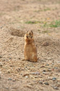 Prairie dog eating grass