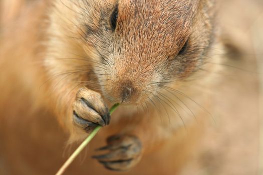 Prairie dog eating grass