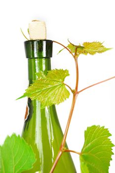 wine bottle with young grape vine branch isolated