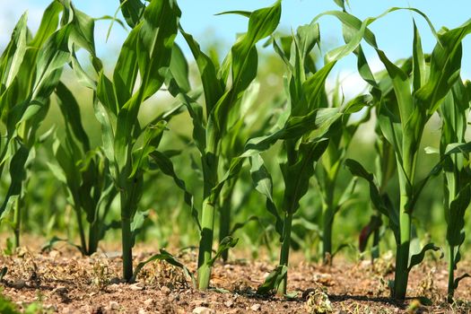 Corn growing in field