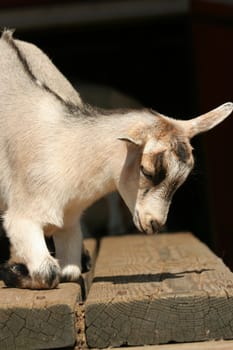 Baby goat resting