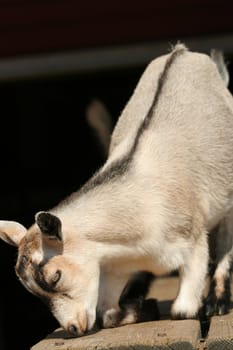 Baby goat resting