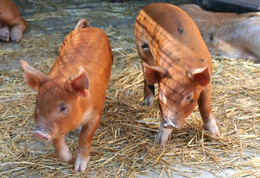 Two piglets