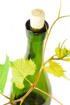 wine bottle with young grape vine branch on white