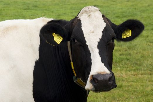 Curious cow standing in a meadow.