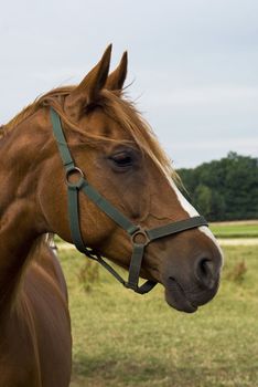 Portrait of a horse standing in a meadow.