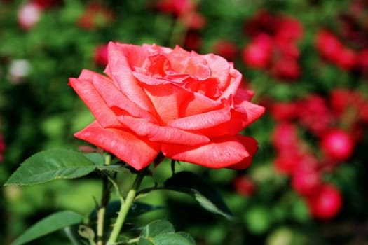 Red rose on the flowerbed