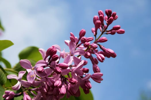 Branch of the purple lilac on the sky background