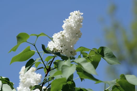 Branch of the white lilac on the sky background