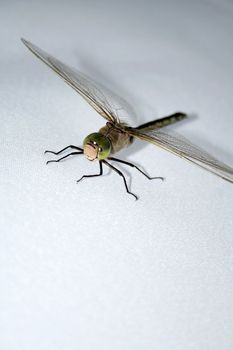 Green dragonfly on gray background. Close-up view. 2