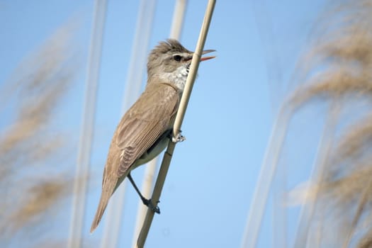reedwarbler (acrocephalus, scirpaceus) sitting on the reed
