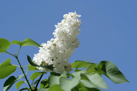Branch of the white lilac on the sky background 2
