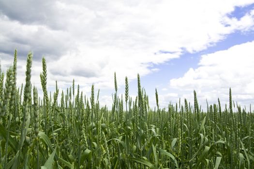 Green wheat in the field with cloudy blue sky