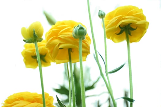 Yellow Ranunculus flowers