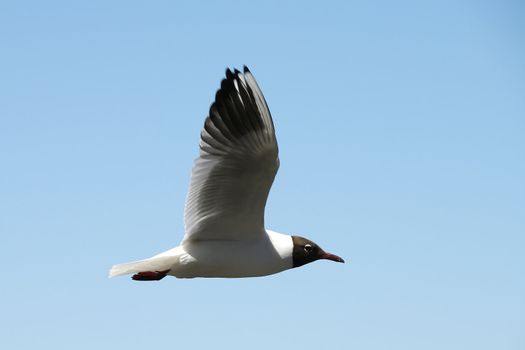 Lonely seagull flying in a blue sky