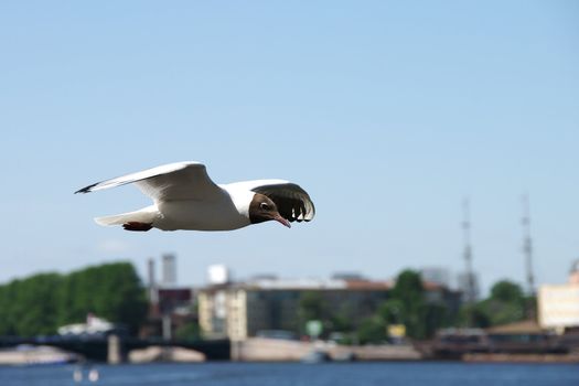 Lonely seagull flying in a blue sky in the city