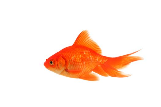 One fantail goldfish