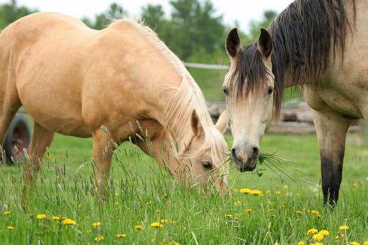 Two horses grazing