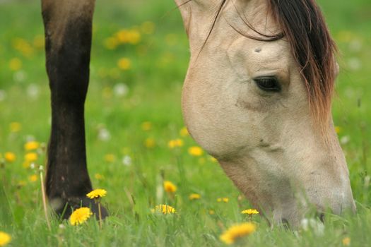 Horse grazing on grass